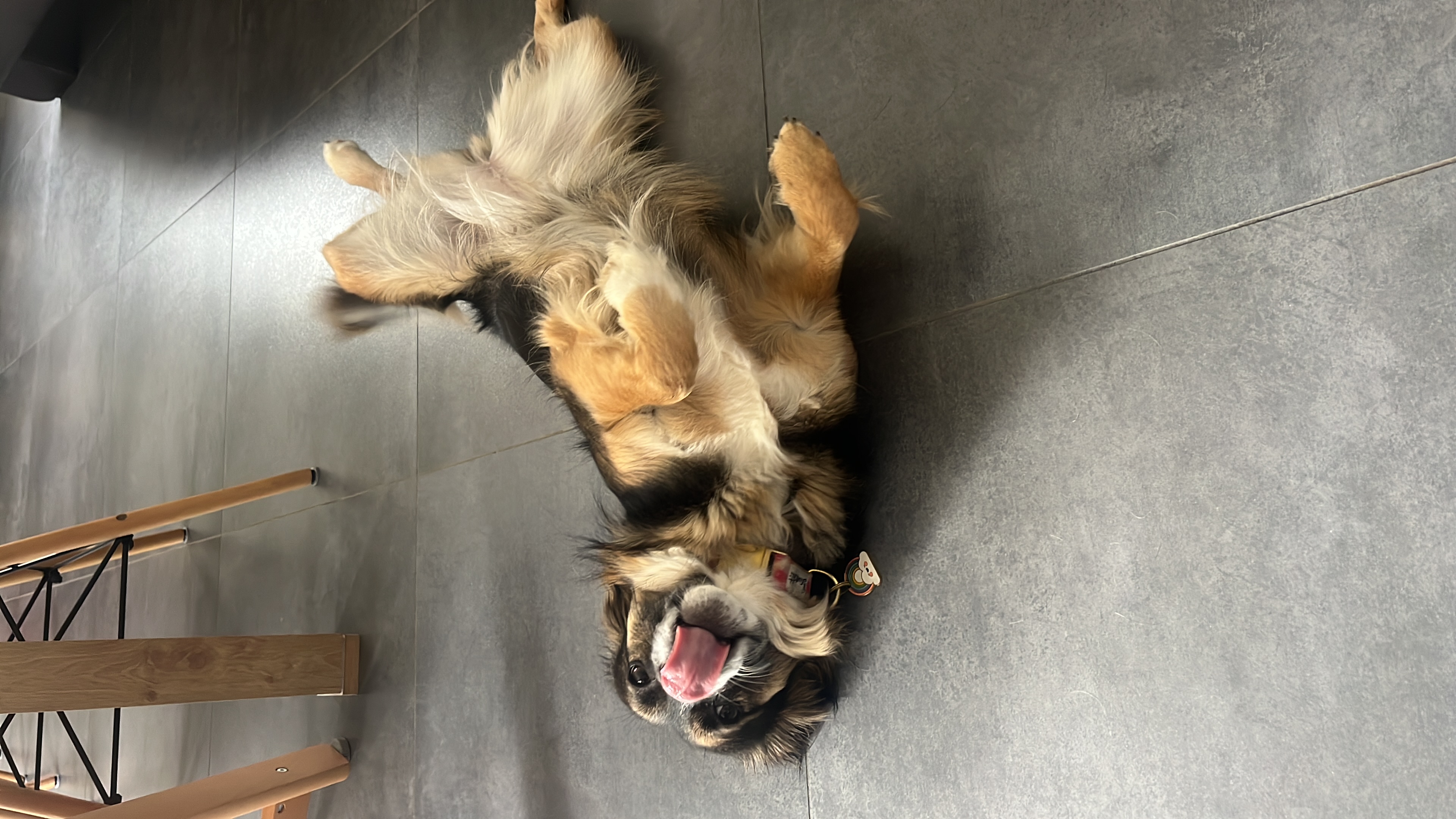 Zinda, notre chienne médiatrice